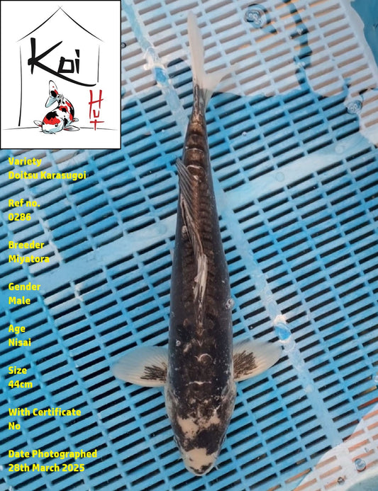 0286 - Doitsu Karasugoi [Miyatora]