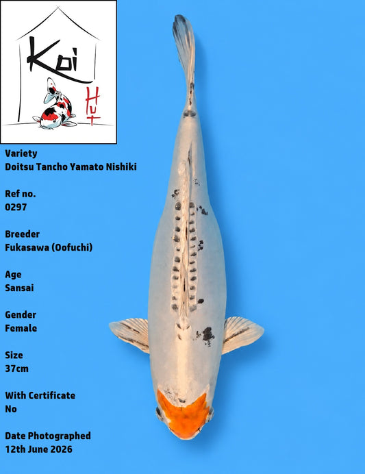 0297 - Doitsu Tancho Yamato Nishiki [Fukasawa]