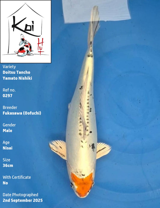 0297 - Doitsu Tancho Yamato Nishiki [Fukasawa]
