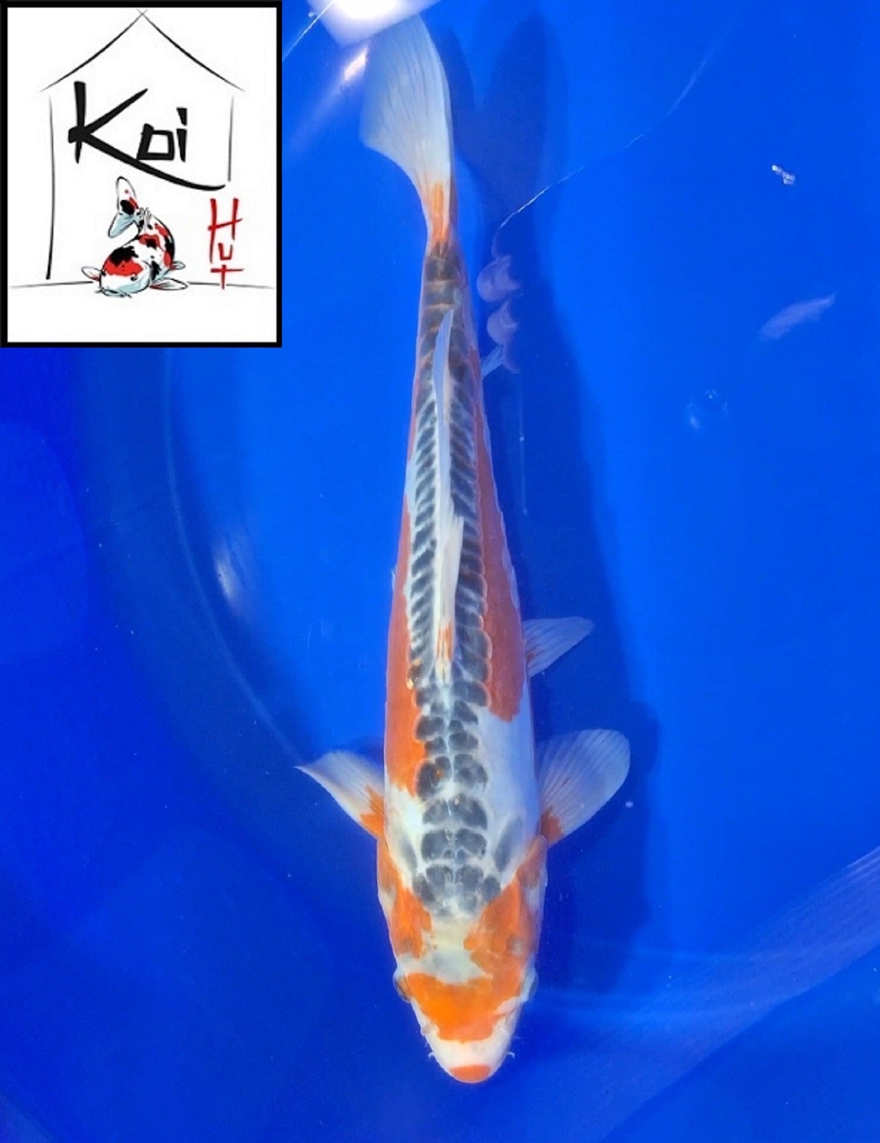 0302 - Shusui [Fukasawa]