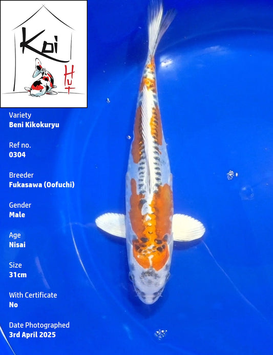 0304 - Beni Kikokuryu [Fukasawa]