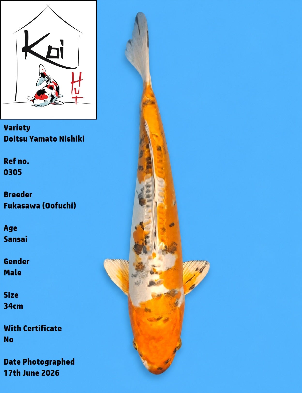 0305 - Doitsu Yamato Nishiki [Fukasawa]