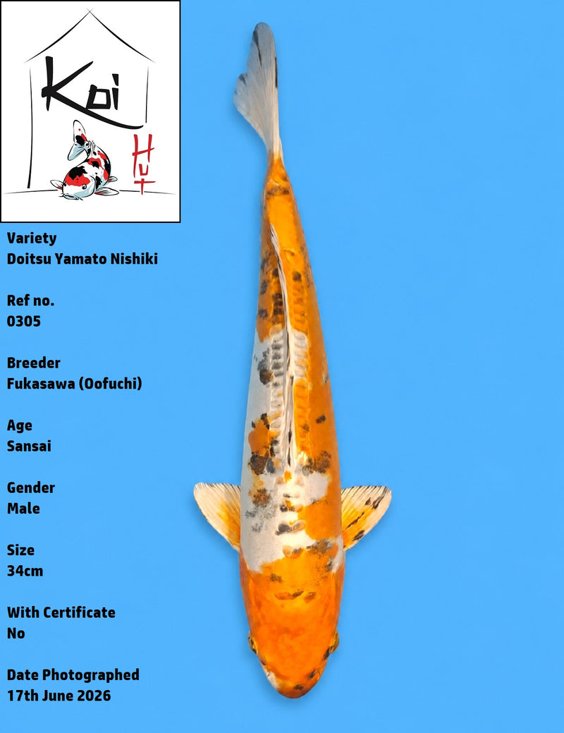 0305 - Doitsu Yamato Nishiki [Fukasawa]