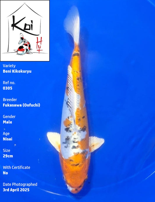 0305 - Beni Kikokuryu [Fukasawa]