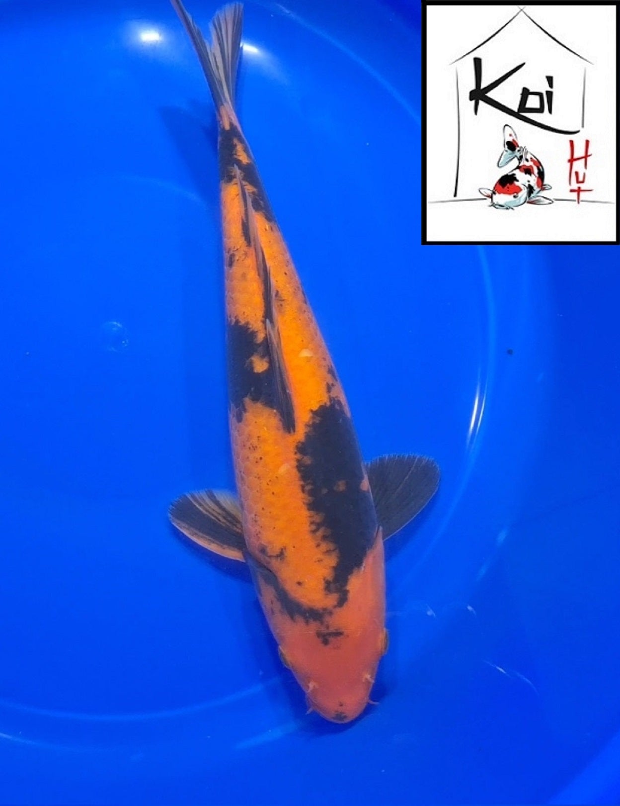 0307 - Hi Utsuri [Fukasawa]