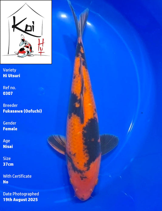 0307 - Hi Utsuri [Fukasawa]