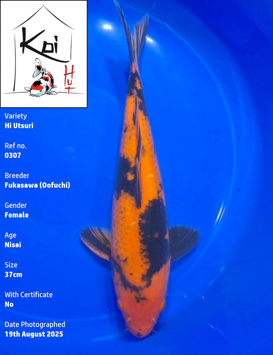 0307 - Hi Utsuri [Fukasawa]