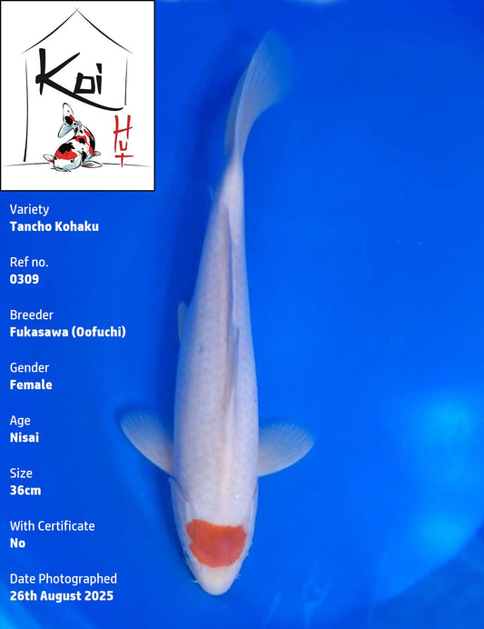 0309 - Tancho Kohaku [Fukasawa]