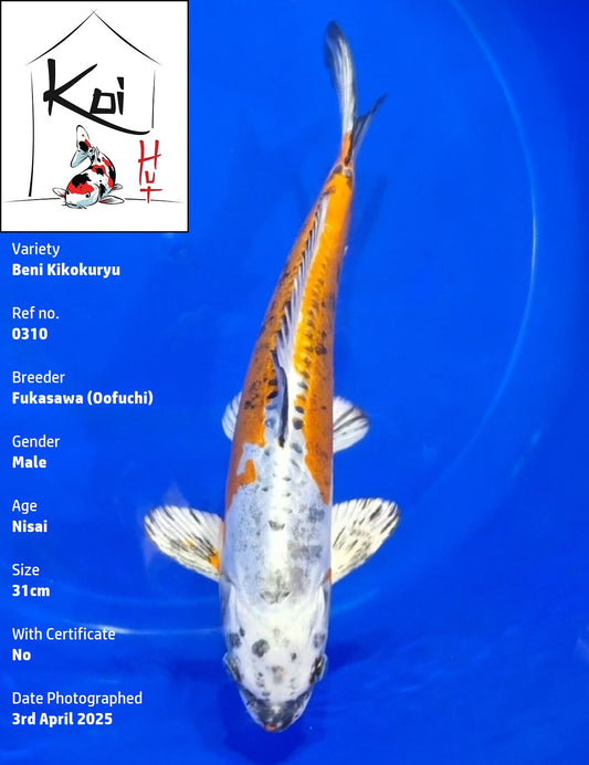 0310 - Beni Kikokuryu [Fukasawa]