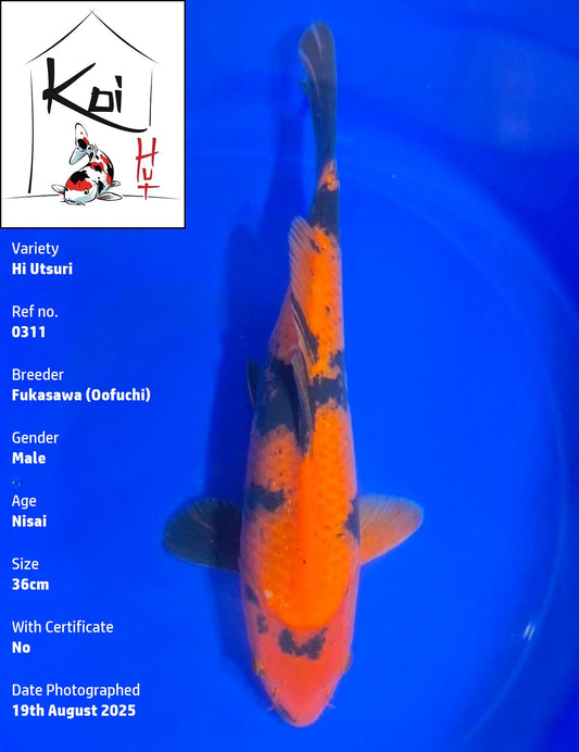 0311 - Hi Utsuri [Fukasawa]