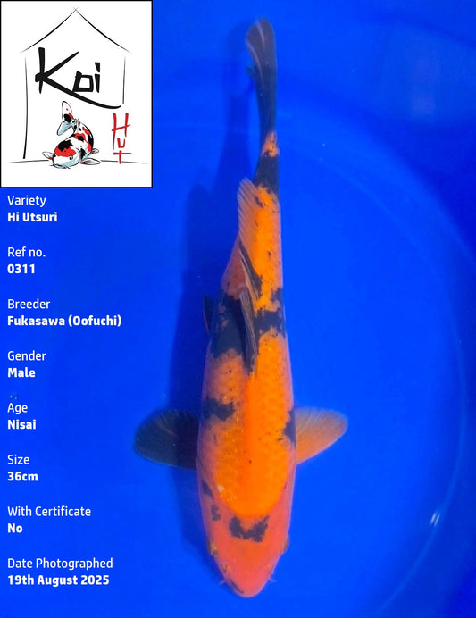 0311 - Hi Utsuri [Fukasawa]