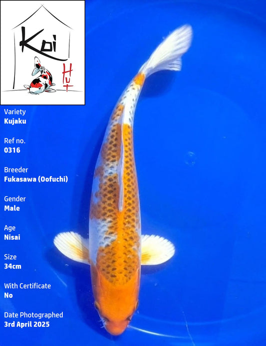 0316 - Kujaku [Fukasawa]