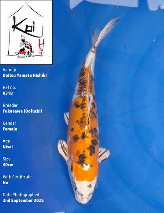 0318 - Doitsu Yamato Nishiki [Fukasawa]