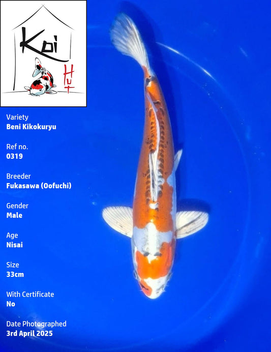 0319 - Beni Kikokuryu [Fukasawa]