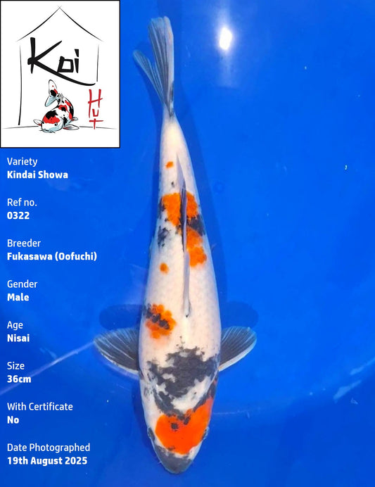 0322 - Kindai Showa [Fukasawa]