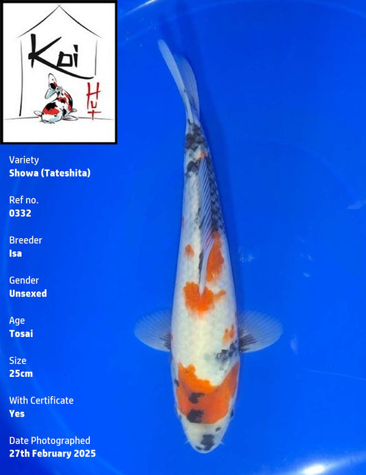 0332 - Tateshita Showa [Isa]