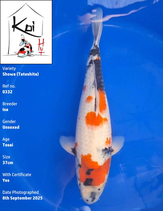 0332 - Tateshita Showa [Isa]