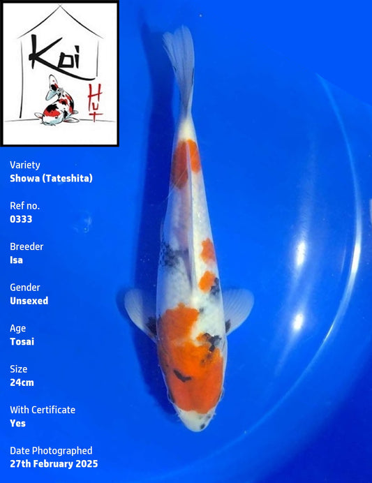 0333 - Tateshita Showa [Isa]