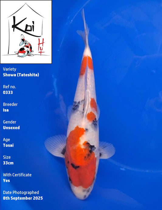 0333 - Tateshita Showa [Isa]