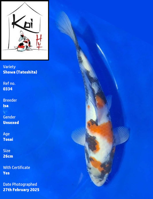 0334 - Tateshita Showa [Isa]