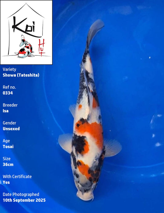 0334 - Tateshita Showa [Isa]