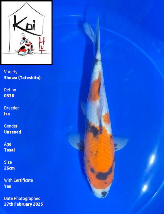 0336 - Tateshita Showa [Isa]