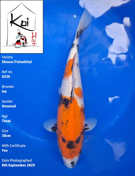 0336 - Tateshita Showa [Isa]