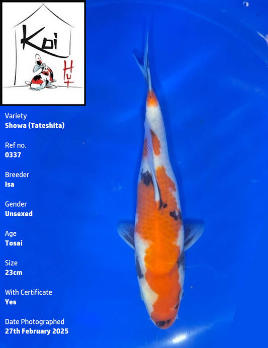 0337 - Tateshita Showa [Isa]