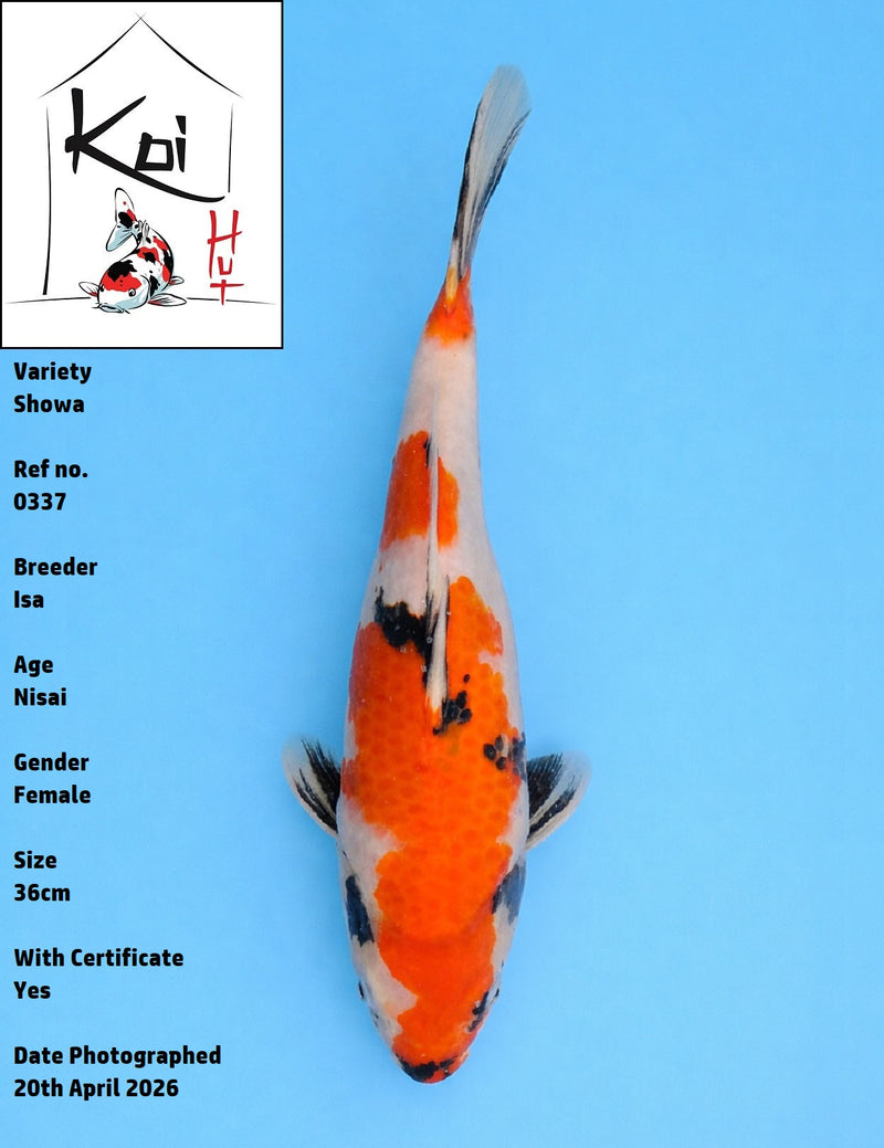 0337 - Showa [Isa]
