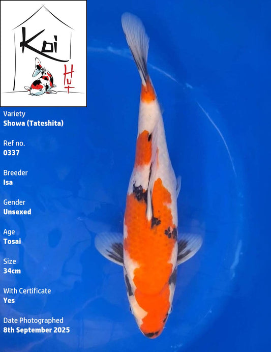 0337 - Tateshita Showa [Isa]