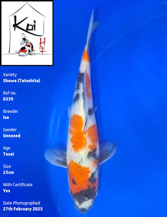 0339 - Tateshita Showa [Isa]