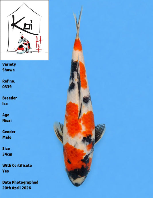 0339 - Showa [Isa]