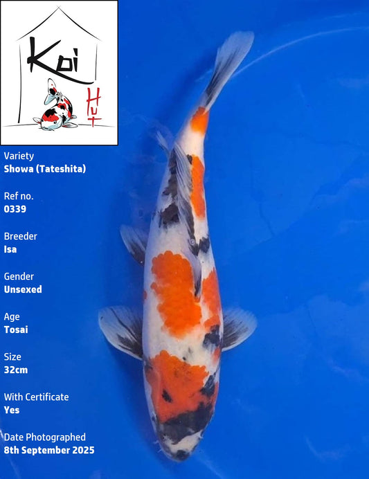 0339 - Tateshita Showa [Isa]