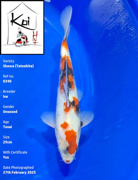 0340 - Tateshita Showa [Isa]