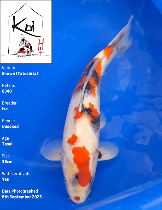 0340 - Tateshita Showa [Isa]