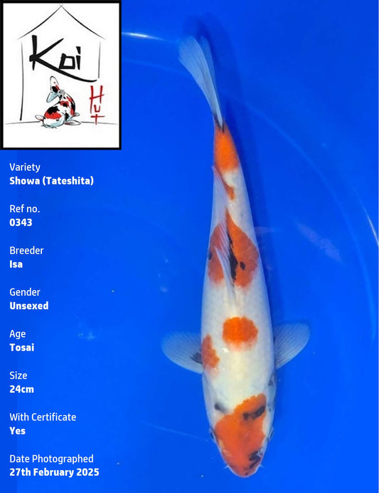 0343 - Tateshita Showa [Isa]
