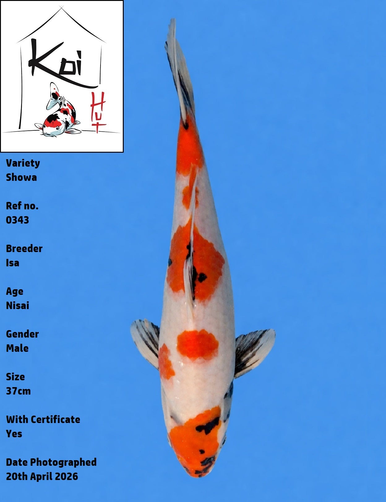 0343 - Showa [Isa]