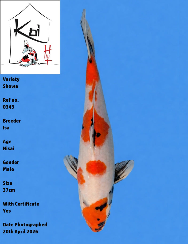 0343 - Showa [Isa]