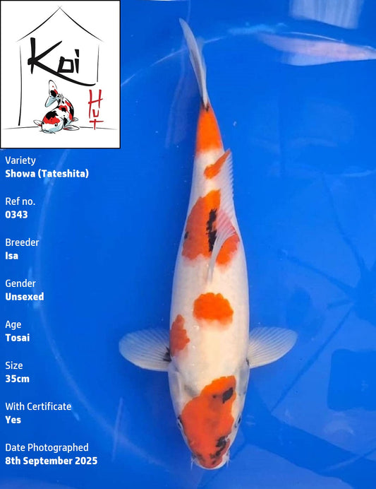 0343 - Tateshita Showa [Isa]