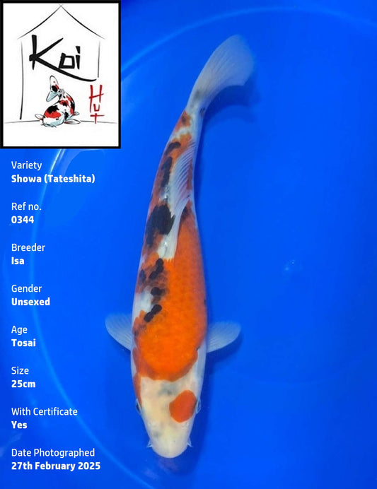 0344 - Tateshita Showa [Isa]