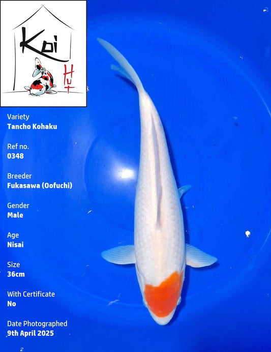 0348 - Tancho Kohaku [Fukasawa]