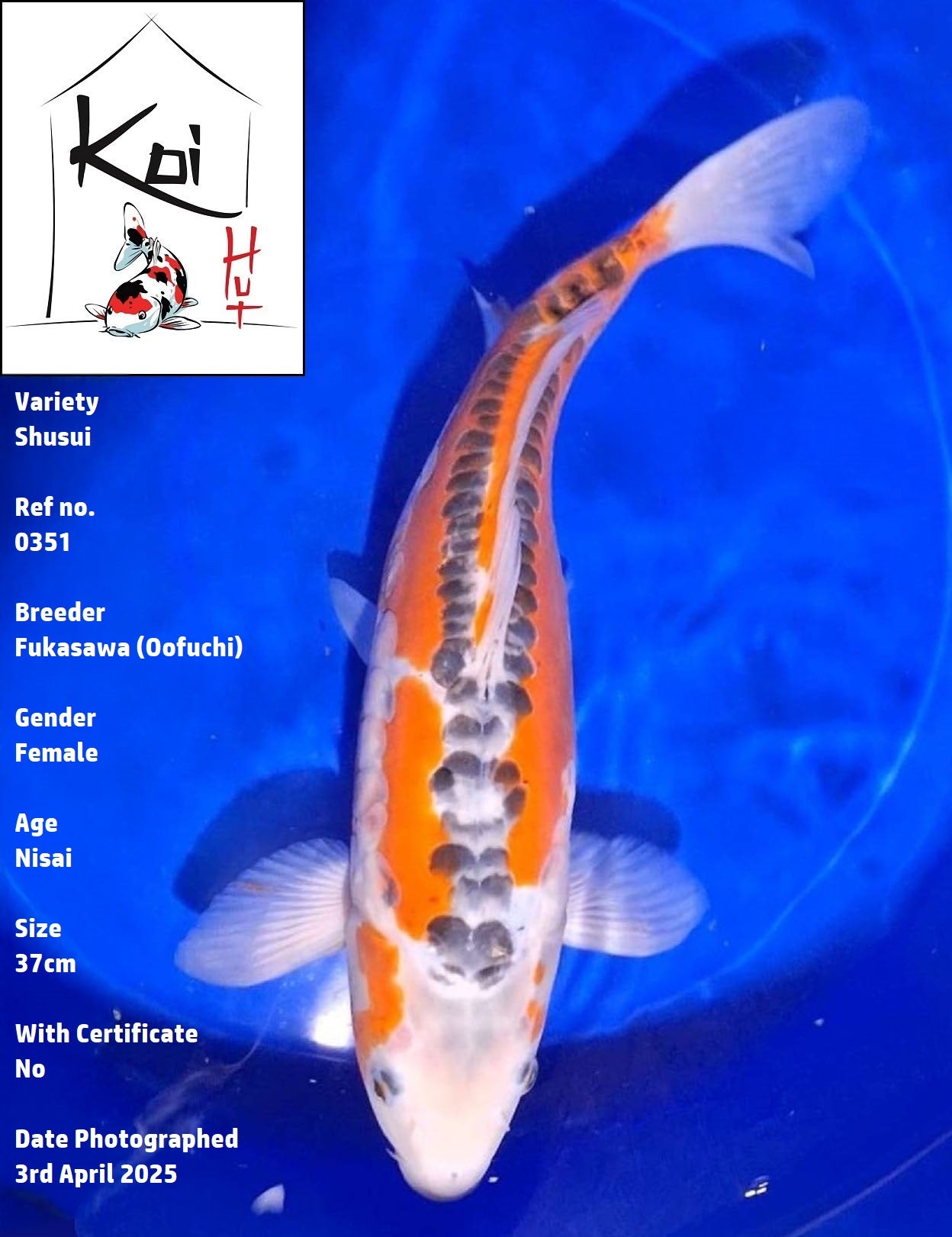 0351 - Shusui [Fukasawa]