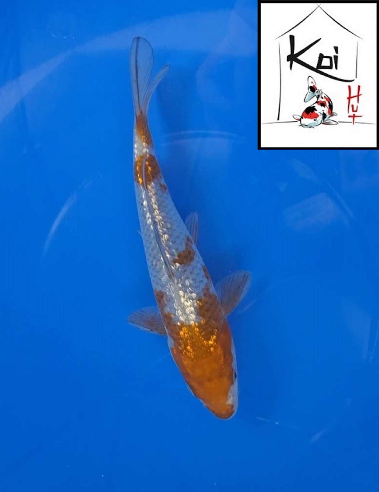 0356 - Ginrin Ochiba [Fukasawa]