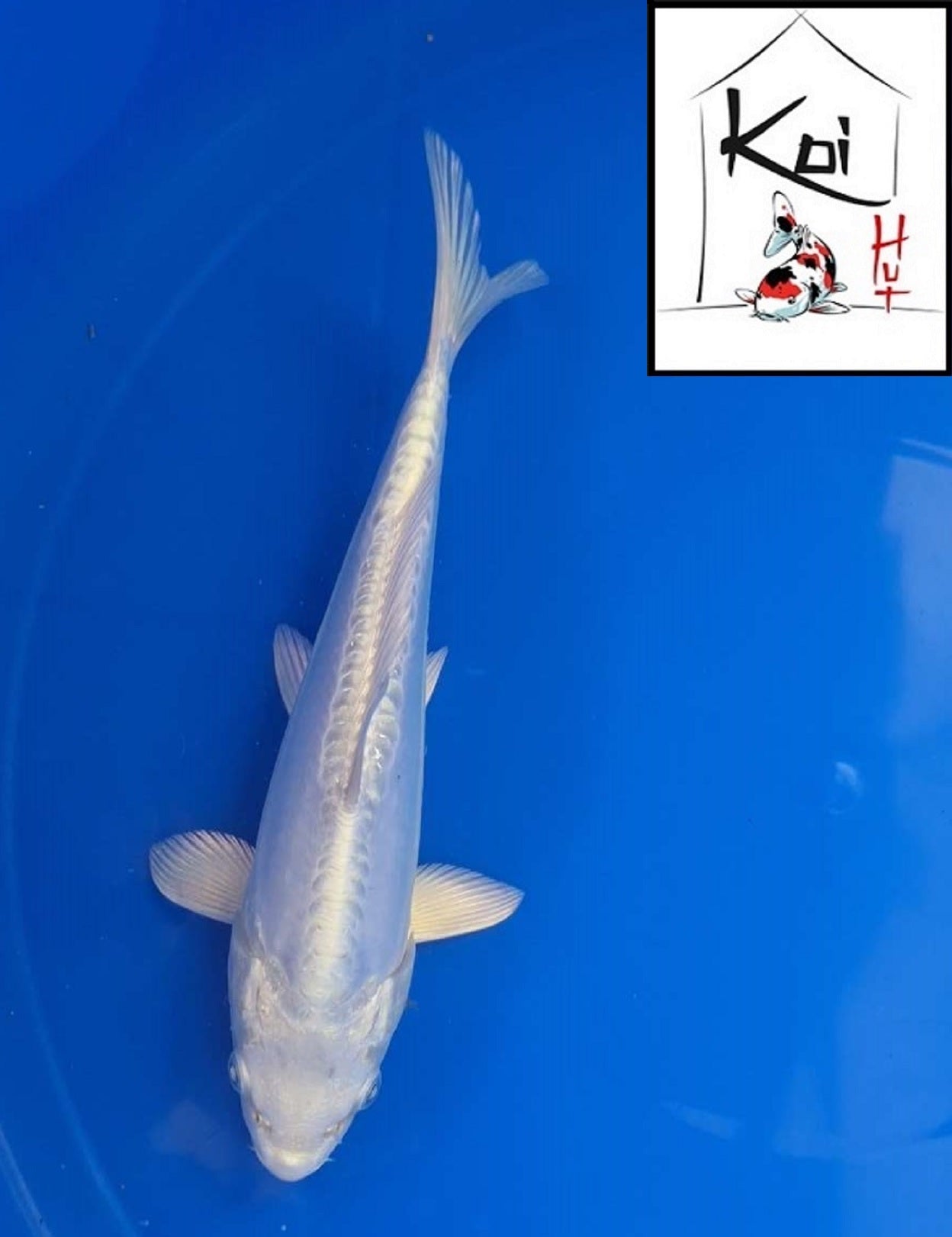 0357 - Doitsu Platinum Ogon [Miyatora]