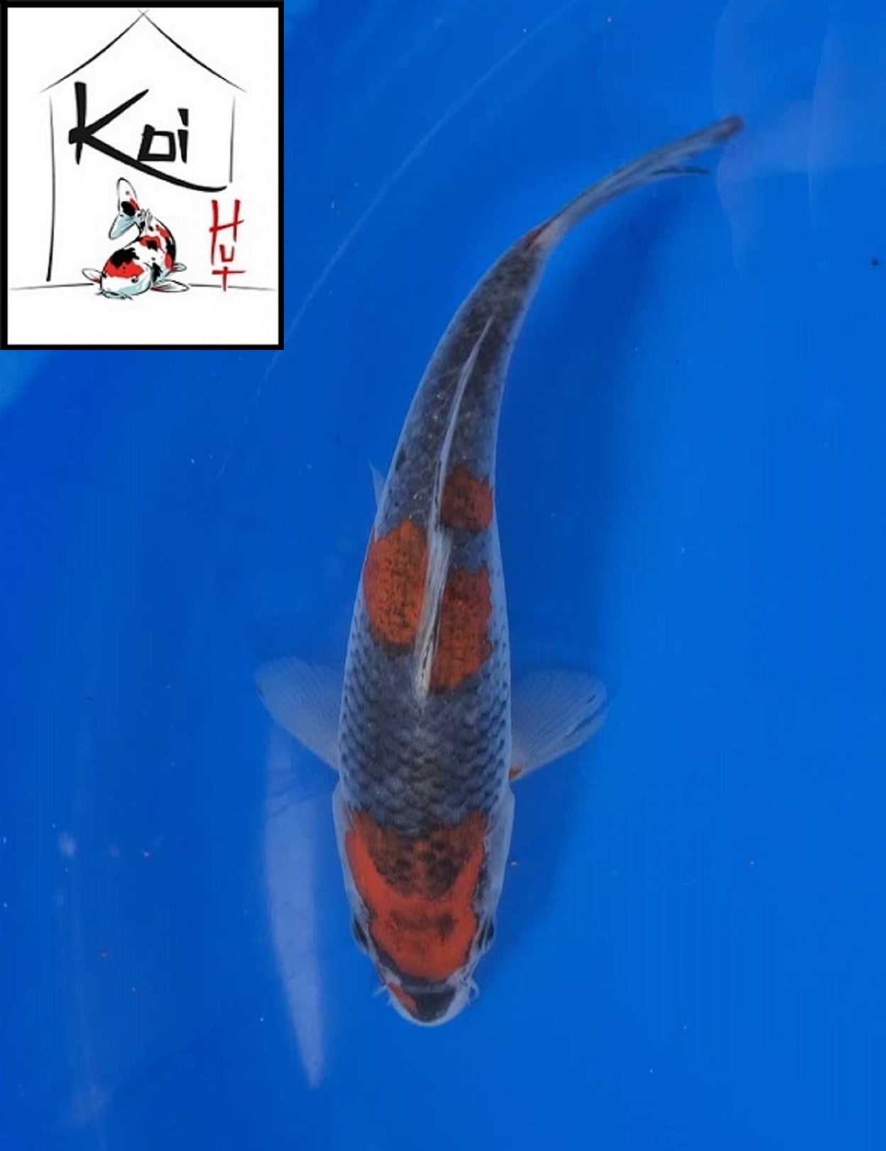 0358 - Goshiki [Fukasawa]