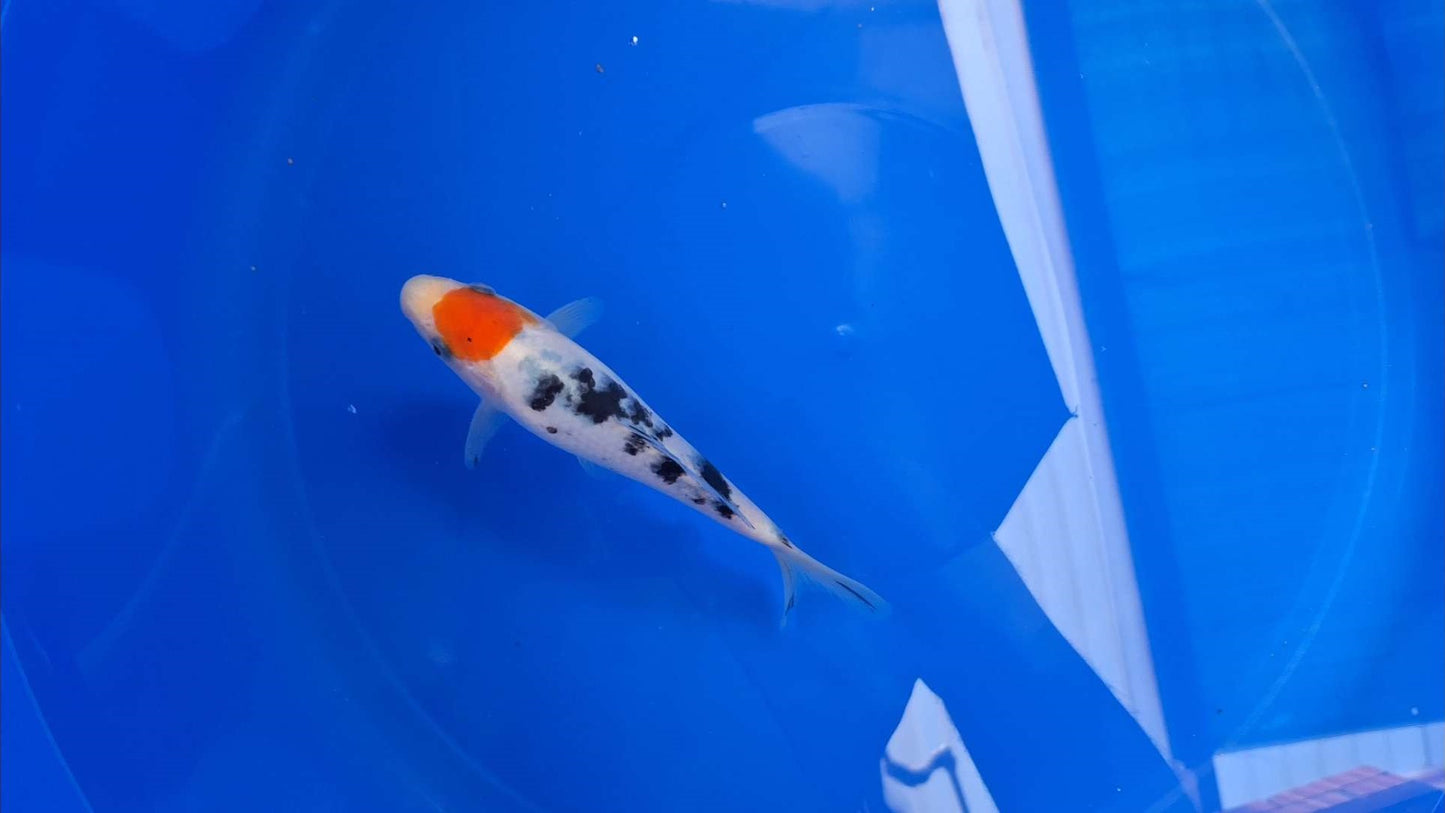 0359 - Tancho Sanke [Miyatora]