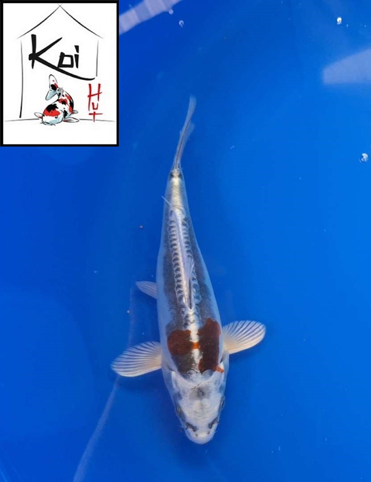 0361 - Beni Kikokuryu [Miyatora]