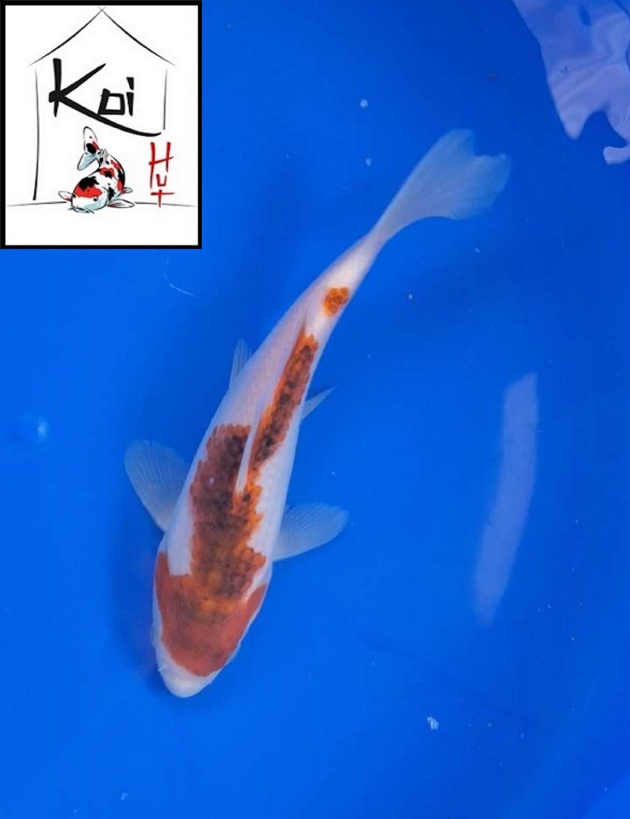 0362 - Goromo [Fukasawa]