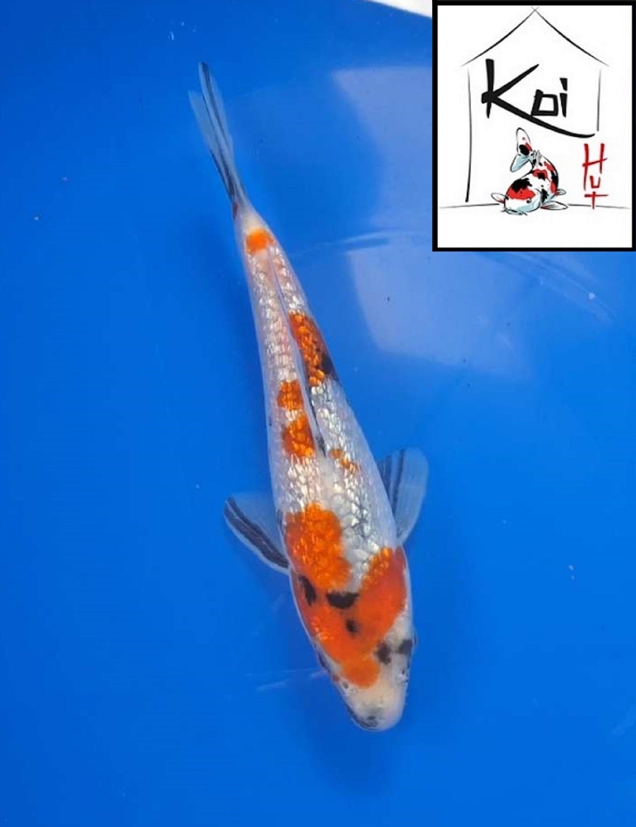 0363 - Ginrin Showa [Miyatora]