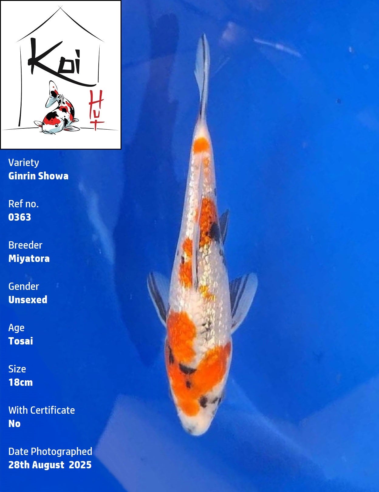0363 - Ginrin Showa [Miyatora]